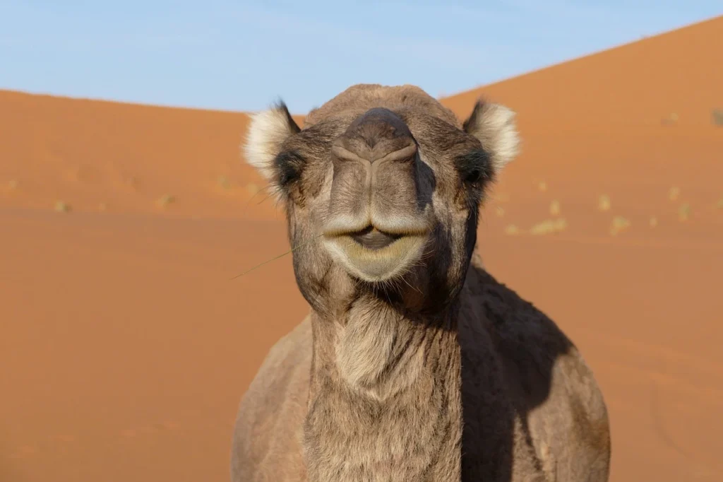 Merzouga camel ride