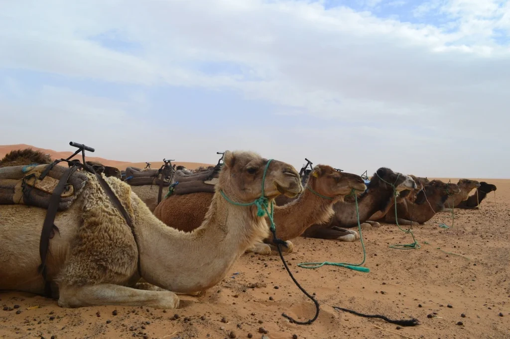 Merzouga camel ride