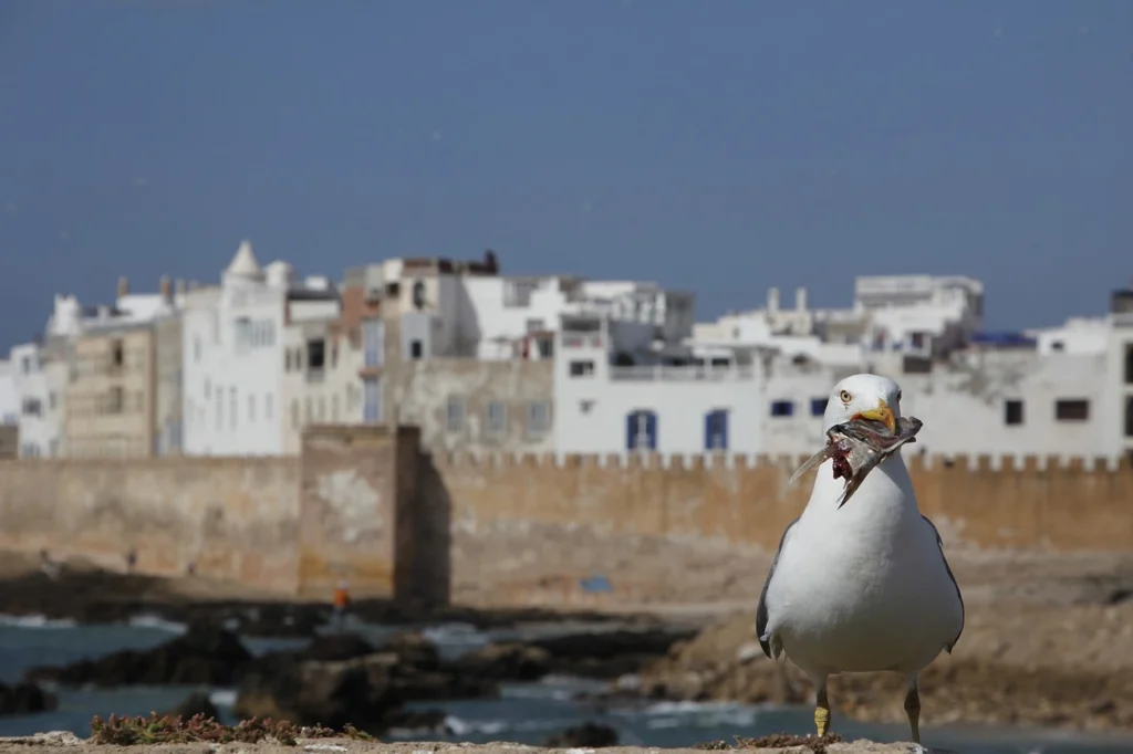 Essaouira Morocco