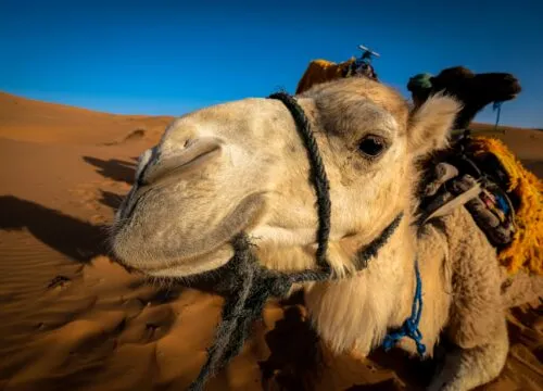 Merzouga Camel Trekking