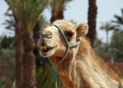 What Are the Languages Spoken in Morocco?