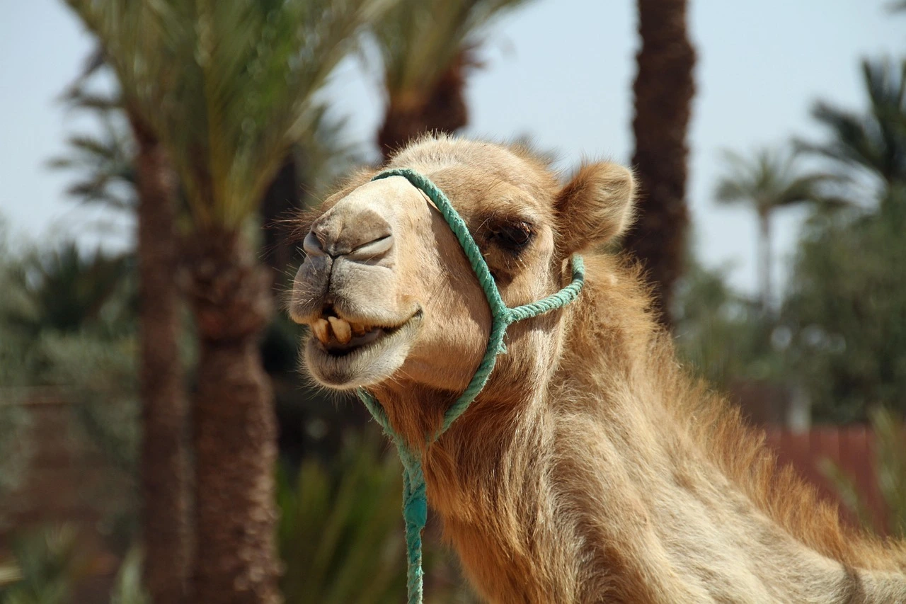 What Are the Languages Spoken in Morocco? 1 Learn what are the languages spoken in Morocco, including Arabic, Berber, French, and more. Discover how Morocco’s linguistic diversity shapes its culture and daily life.