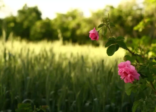 Valley of Roses Morocco: Discover a Land of Roses, Peace, and Natural Beauty
