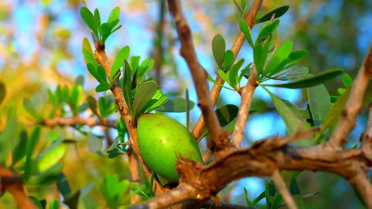 Morocco in February