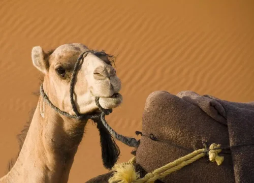 Unforgettable 6-Day Morocco Desert Tour