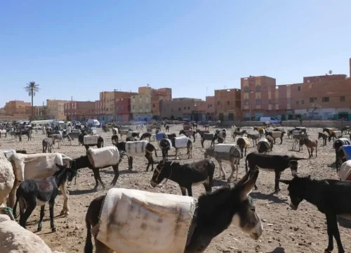 Discover the Magic of Rissani Morocco: A Place Full of History and Desert Adventures