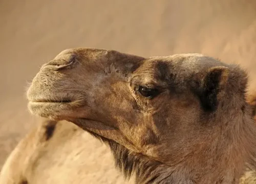 13 Day Morocco Tour