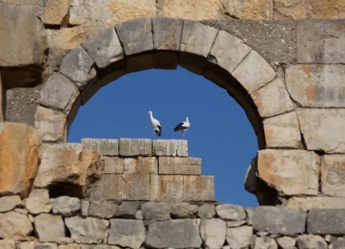 Walili Morocco: A Peaceful Trip to the Old Roman City