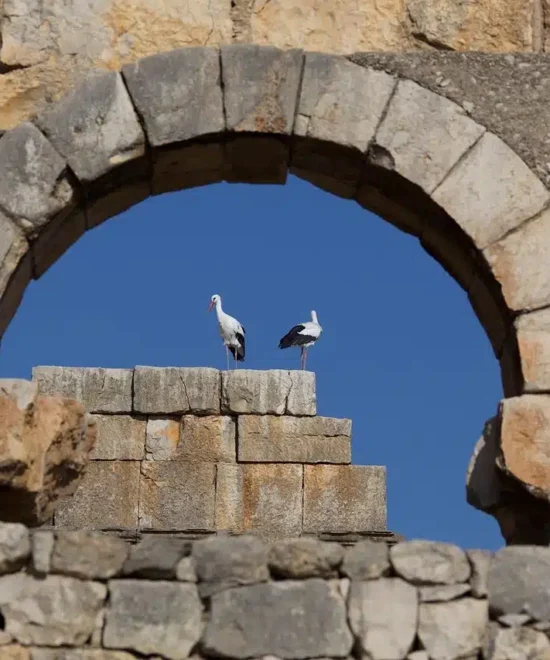 Walili Morocco: A Peaceful Trip to the Old Roman City