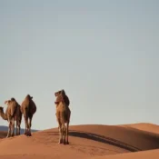 How Far Is the Sahara Desert from Morocco