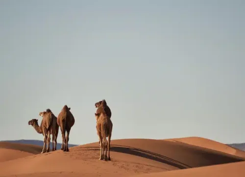 How Far Is the Sahara Desert from Morocco?
