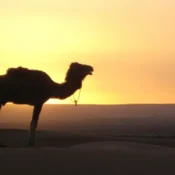 erg chebbi dunes