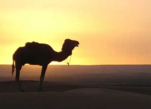 Erg Chebbi Dunes – Discover the Beauty of Morocco’s Sahara