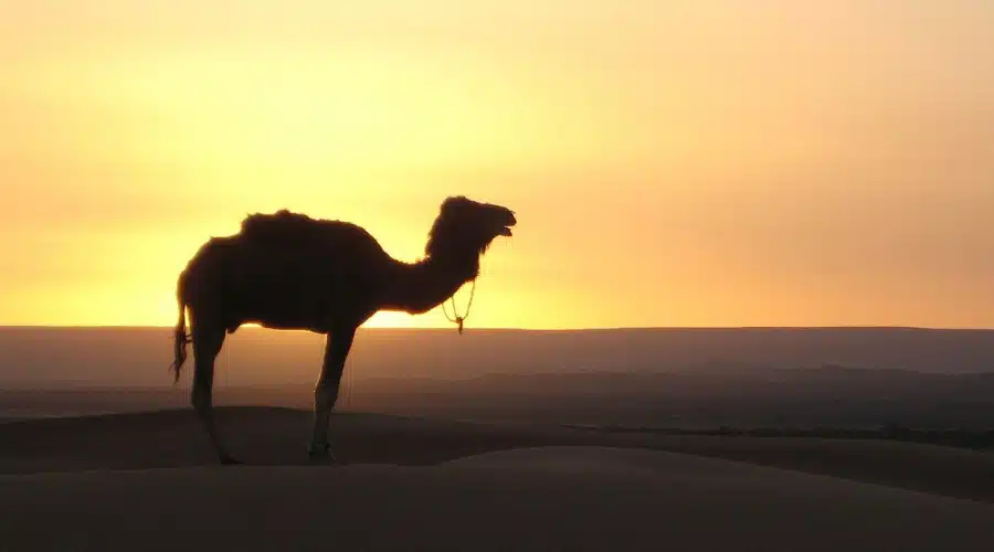 erg chebbi dunes