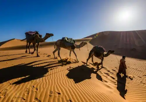 Merzouga Camel Trekking