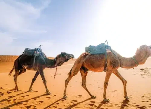 3 Days Tour from Ouarzazate to Marrakech