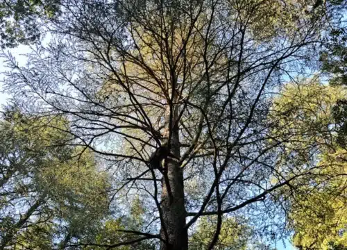 cedar forest morocco