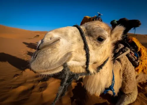 6 Days Desert Tour From Fes to Marrakech