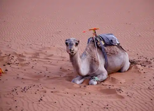 5 Days Morocco Tour from Fes to Marrakech