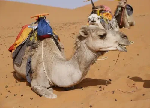 2 Days Morocco Tour From Fes to Marrakech